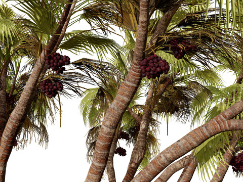 Südafrikanisches Doumpalmenpaket 3D Modell