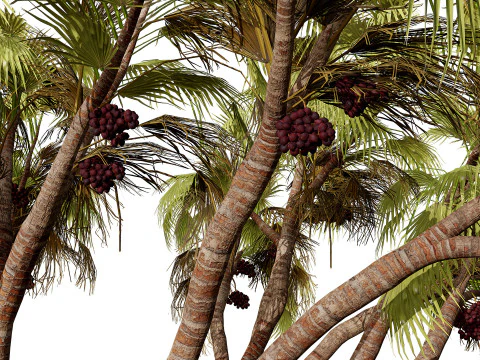 Pacchetto di palme Doum sudafricano Modello 3D