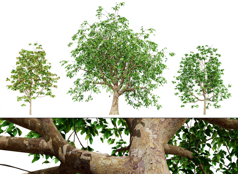 Cinnamon Ceylon Tree Model 3D .c4d .max .obj .3ds .fbx .stl .blend
