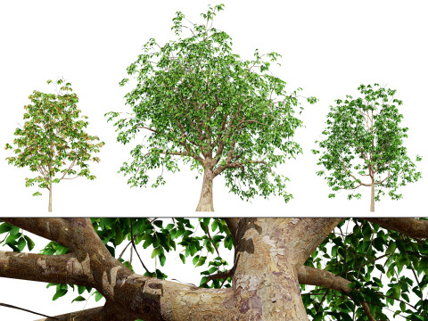 Cinnamon Ceylon Tree 3D 모델