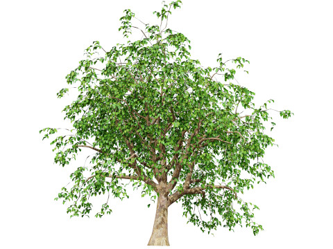 Cinnamon Ceylon Tree Model 3D