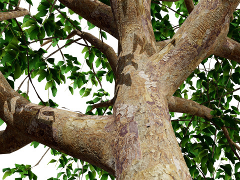 Cinnamon Ceylon Tree Model 3D