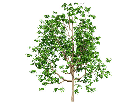 Cinnamon Ceylon Tree Model 3D