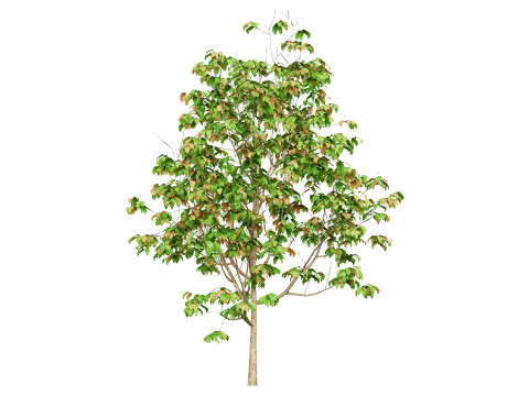 Cinnamon Ceylon Tree Model 3D