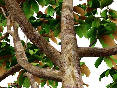 Cinnamon Ceylon Tree Model 3D