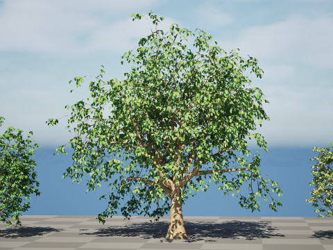 Cinnamon Ceylon Tree Model 3D