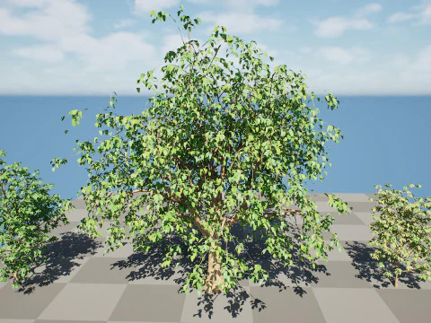 Cinnamon Ceylon Tree 3D Model
