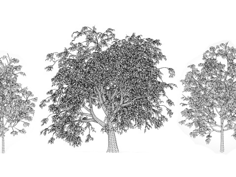 Cinnamon Ceylon Tree Model 3D