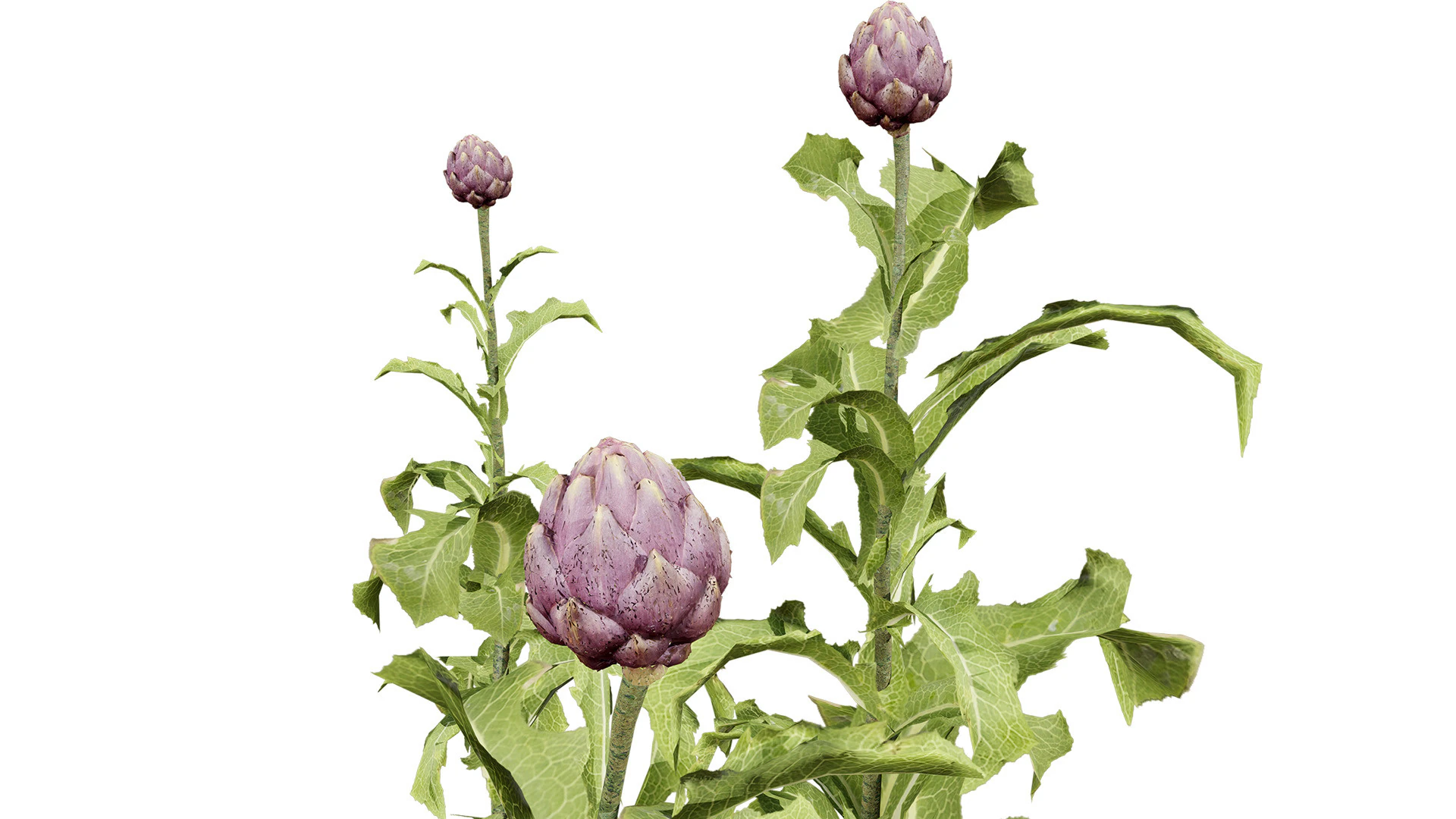 Collezione di piante di carciofo 3D realistica Modello 3D .c4d .max .obj .3ds .fbx .stl .blend 