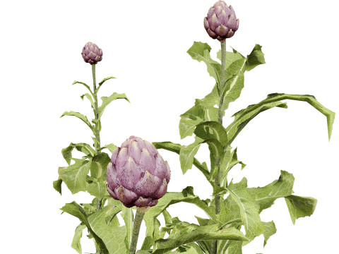 Realistic 3D Artichoke Plant Collection Modèle 3D
