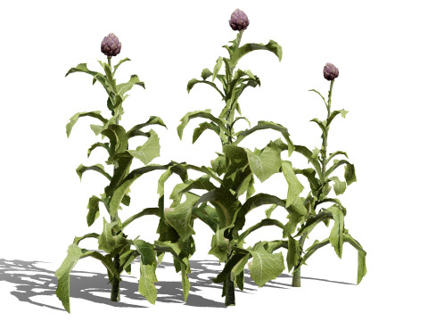 Realistic 3D Artichoke Plant Collection Modelo 3D