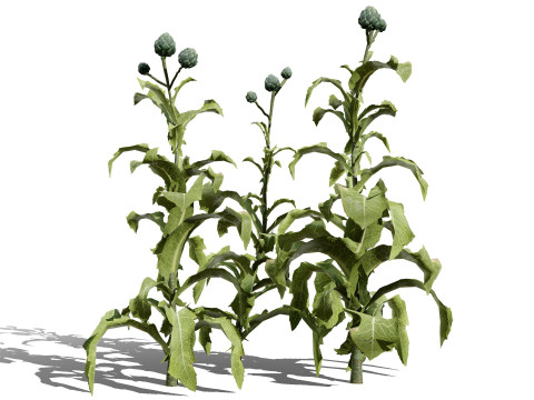Realistic 3D Artichoke Plant Collection Modelo 3D