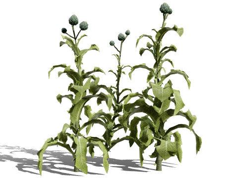 Collezione di piante di carciofo 3D realistica Modello 3D