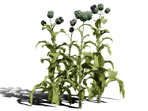 Realistic 3D Artichoke Plant Collection Modelo 3D