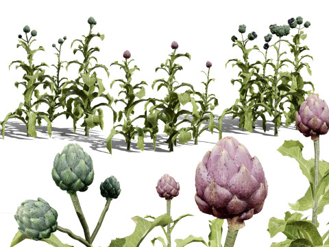Realistic 3D Artichoke Plant Collection Modelo 3D