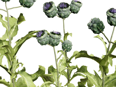 Realistic 3D Artichoke Plant Collection Modelo 3D