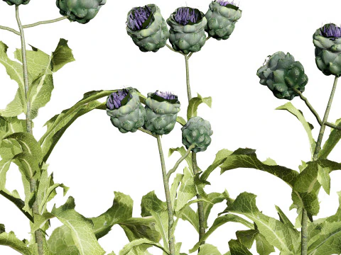 Collezione di piante di carciofo 3D realistica Modello 3D