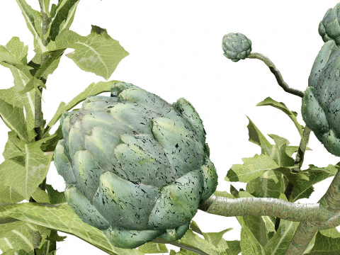 Collezione di piante di carciofo 3D realistica Modello 3D
