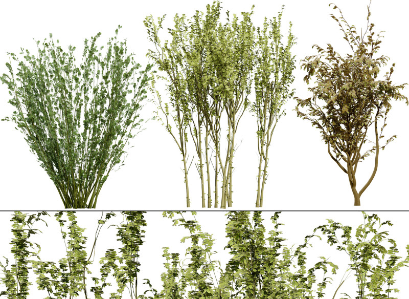 British Arran Whitebeam Collection Modello 3D .c4d .max .obj .3ds .fbx .stl .blend 