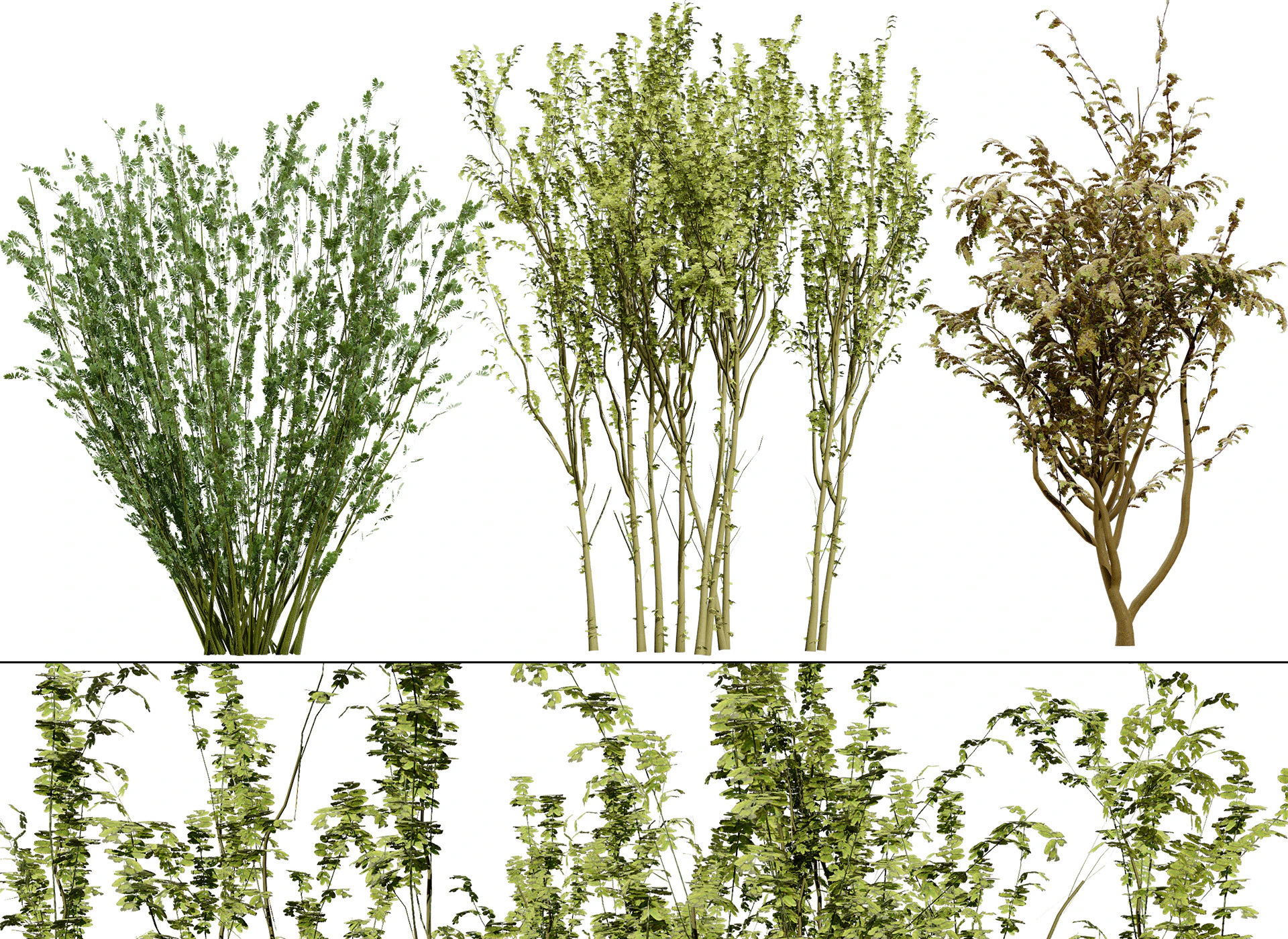 British Arran Whitebeam Collection 3D Model .c4d .max .obj .3ds .fbx .stl .blend 