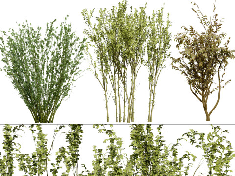 British Arran Whitebeam Collection 3D मॉडल