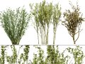 British Arran Whitebeam Collection 3D Model