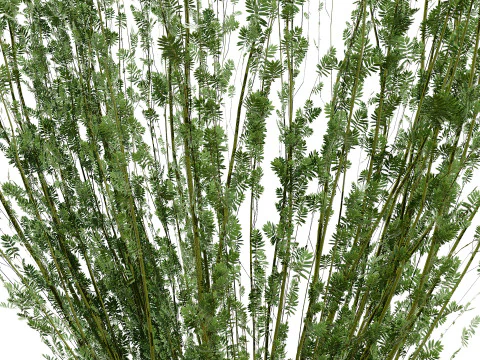 British Arran Whitebeam Collection 3D Model
