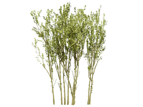 British Arran Whitebeam Collection Modello 3D
