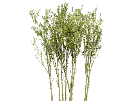 British Arran Whitebeam Collection 3D Model
