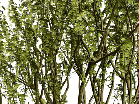 British Arran Whitebeam Collection Modello 3D
