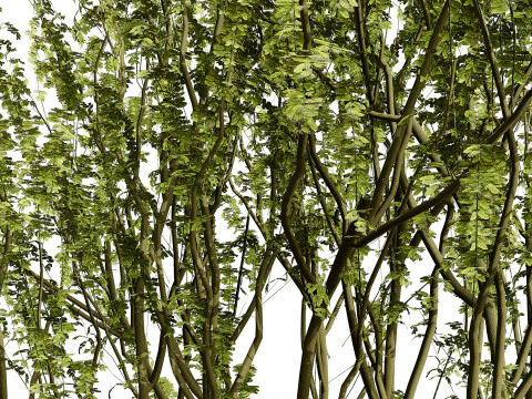 British Arran Whitebeam Collection 3D Model