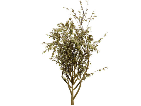 British Arran Whitebeam Collection Modello 3D