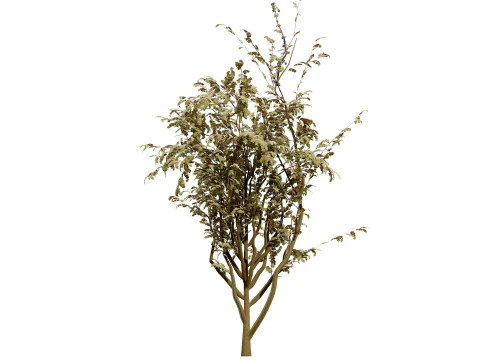 British Arran Whitebeam Collection 3D Model