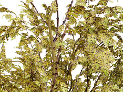 British Arran Whitebeam Collection Modello 3D
