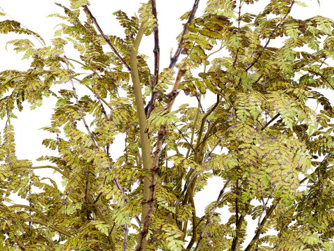 British Arran Whitebeam Collection 3D Model
