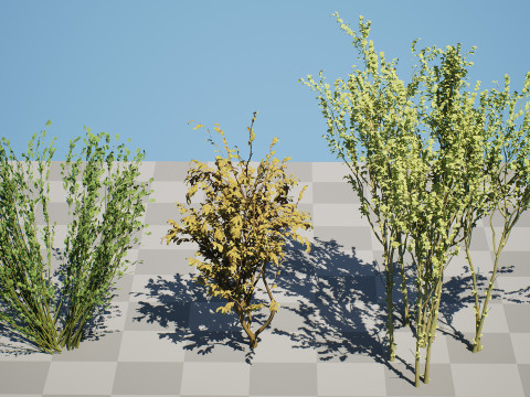 British Arran Whitebeam Collection Modello 3D