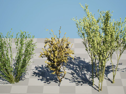 British Arran Whitebeam Collection 3D Model
