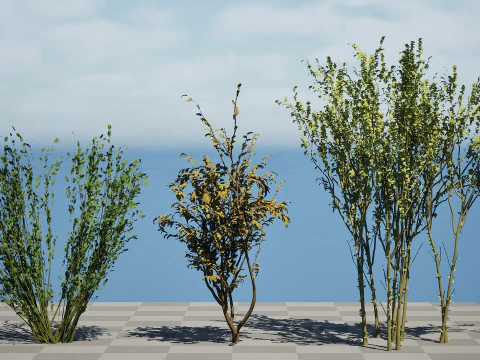 British Arran Whitebeam Collection 3D Model