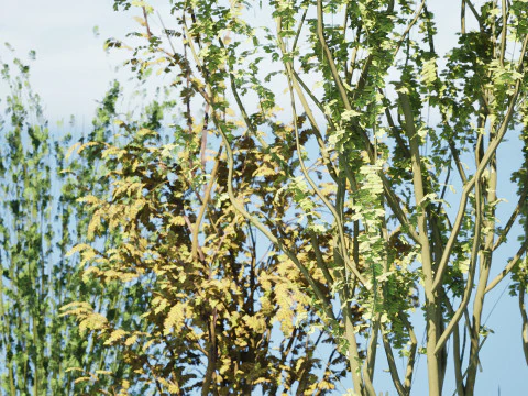 British Arran Whitebeam Collection 3D Model