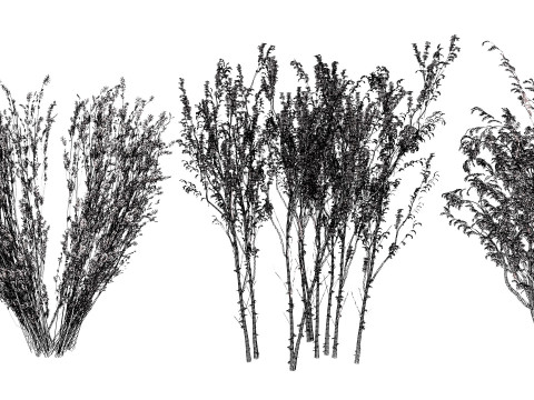 British Arran Whitebeam Collection Modello 3D