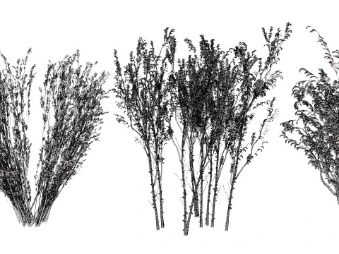 British Arran Whitebeam Collection 3D Model