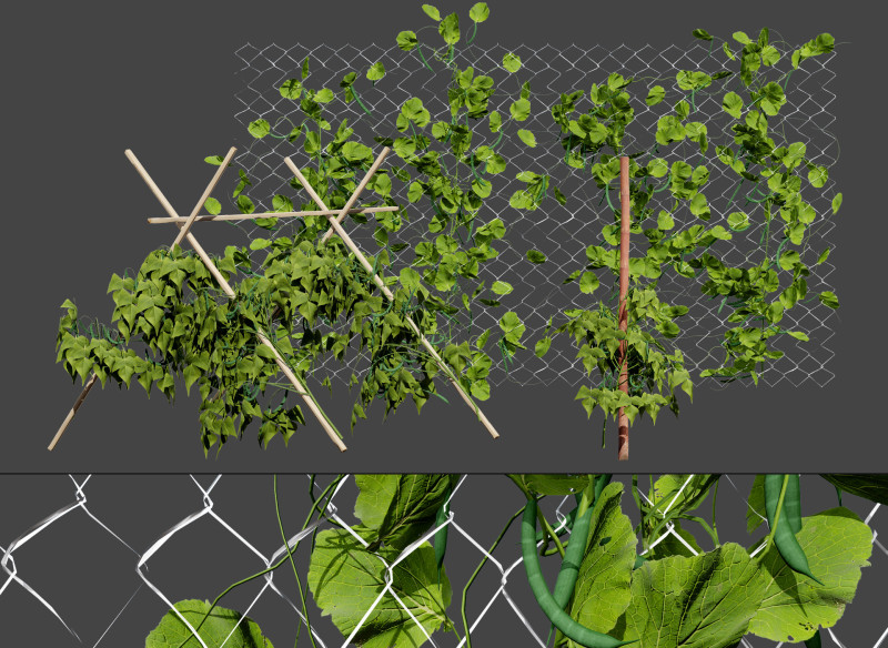 Realistic 3D Bean Plant Collection Modello 3D .c4d .max .obj .3ds .fbx .stl .blend