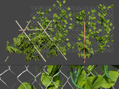 Realistic 3D Bean Plant Collection Modello 3D