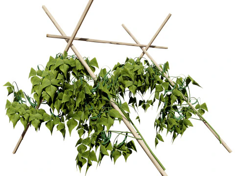 Realistic 3D Bean Plant Collection 3D Model