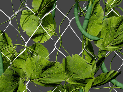 Realistic 3D Bean Plant Collection Modelo 3D