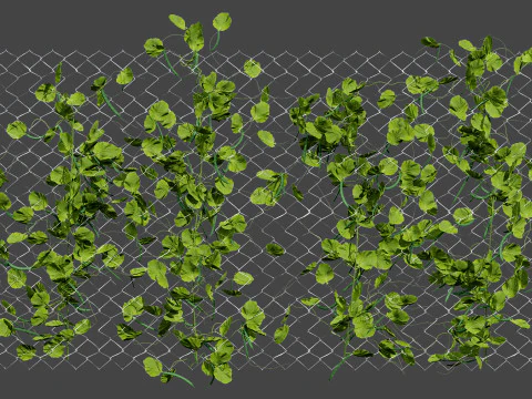Realistic 3D Bean Plant Collection 3D Model
