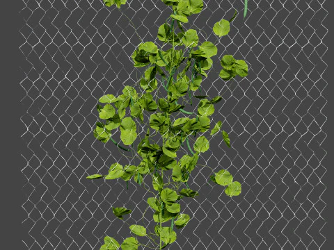 Realistic 3D Bean Plant Collection 3D Model