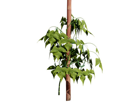 Realistic 3D Bean Plant Collection 3D Model