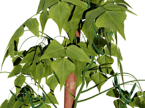 Realistic 3D Bean Plant Collection Modelo 3D
