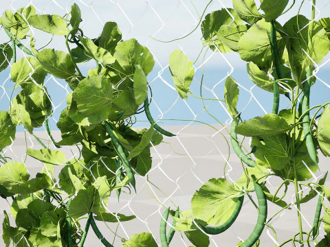 Realistic 3D Bean Plant Collection 3D Model